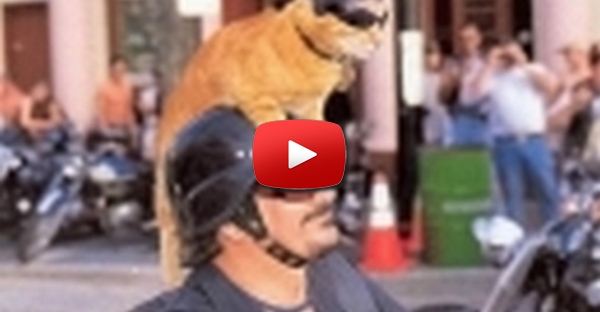 Gato Motard